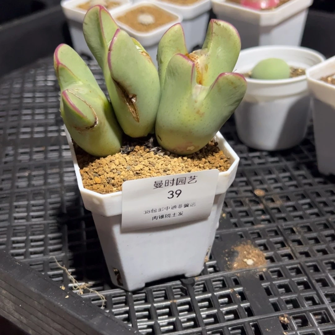 ૮****ᐝ3.9将福利多肉植物39