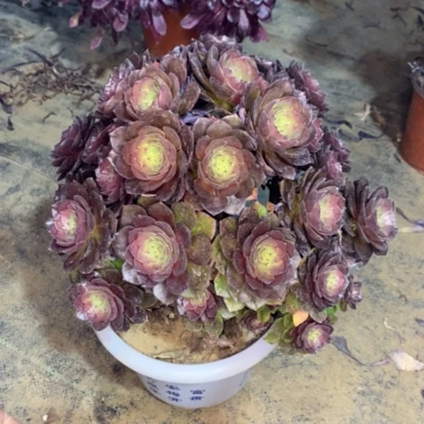 桃花石多肉植物020