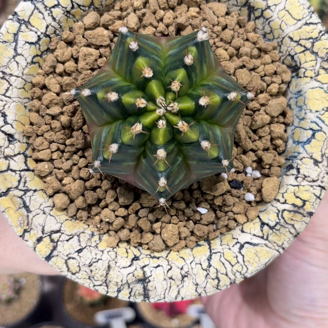 sepia——A 实生根—-