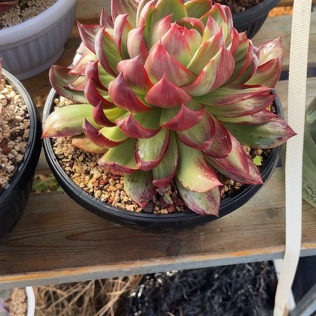 灵***师无花朵惊鸿仙子26