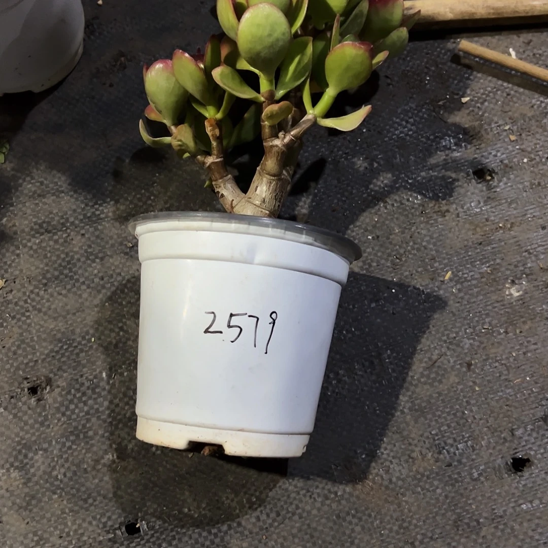 稀有大叶糖果带盆2579