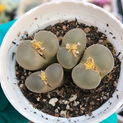 多肉肉锥 4头风铃