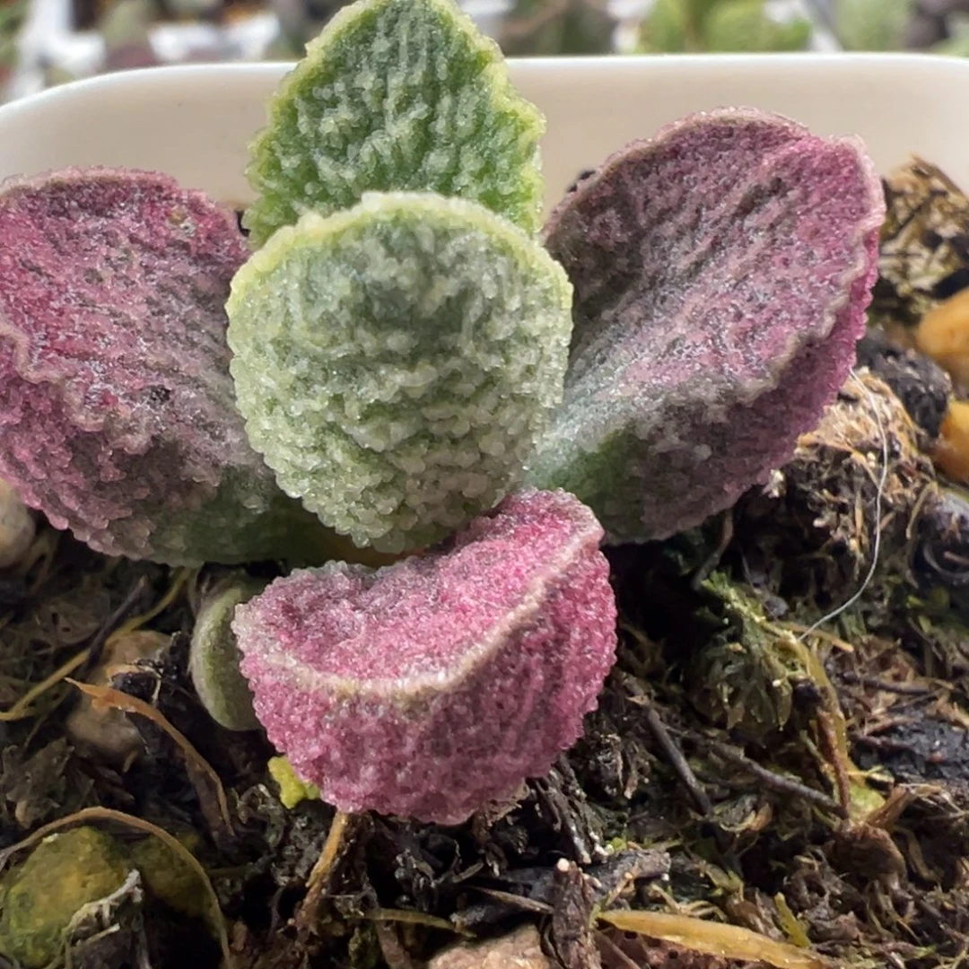 实生新品多肉植物水泡多肉植物