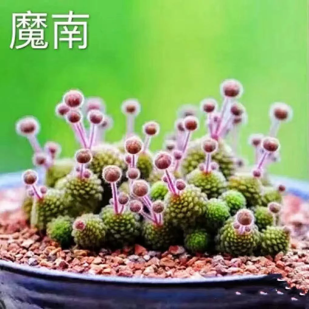 ［满15元包邮］魔南多肉