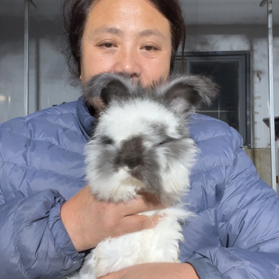 双血统英系安哥拉兔子