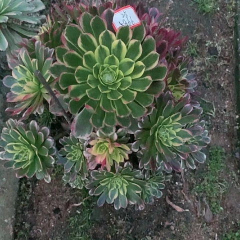 会***亮5866朝霞海王多肉植物