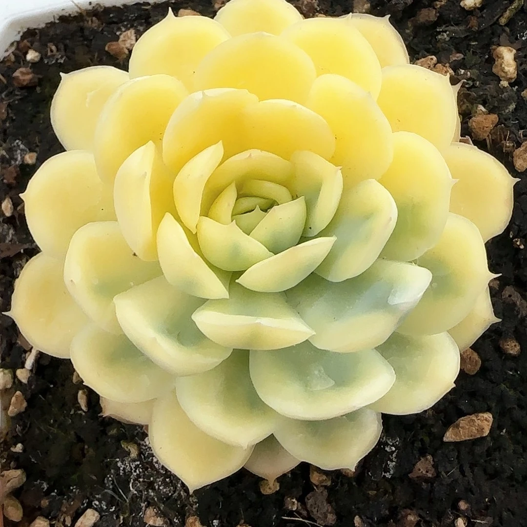 391草莓锦多肉植物