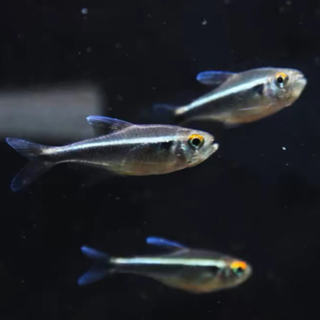 黑莲灯鱼小型灯科热带观赏鱼适合草缸群游活体