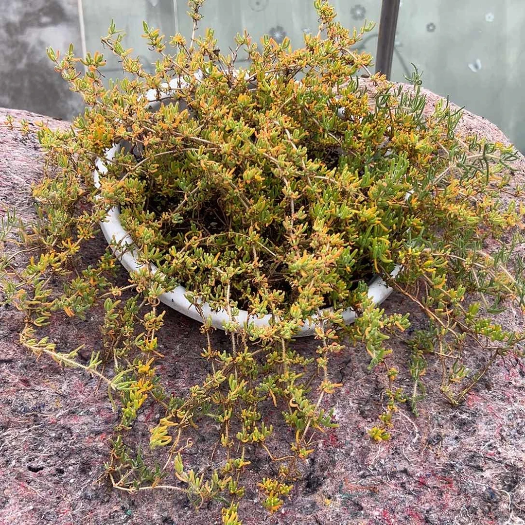 多肉植物枝干开花