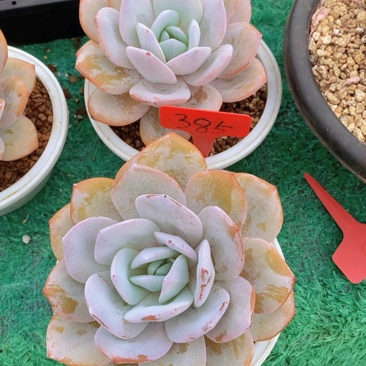 在家干的好无聊好