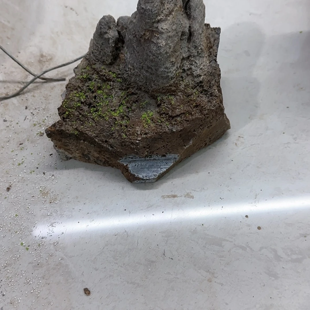 【闪购商品】香榧木一**松出汗也要来看看有没有什么好吃滴