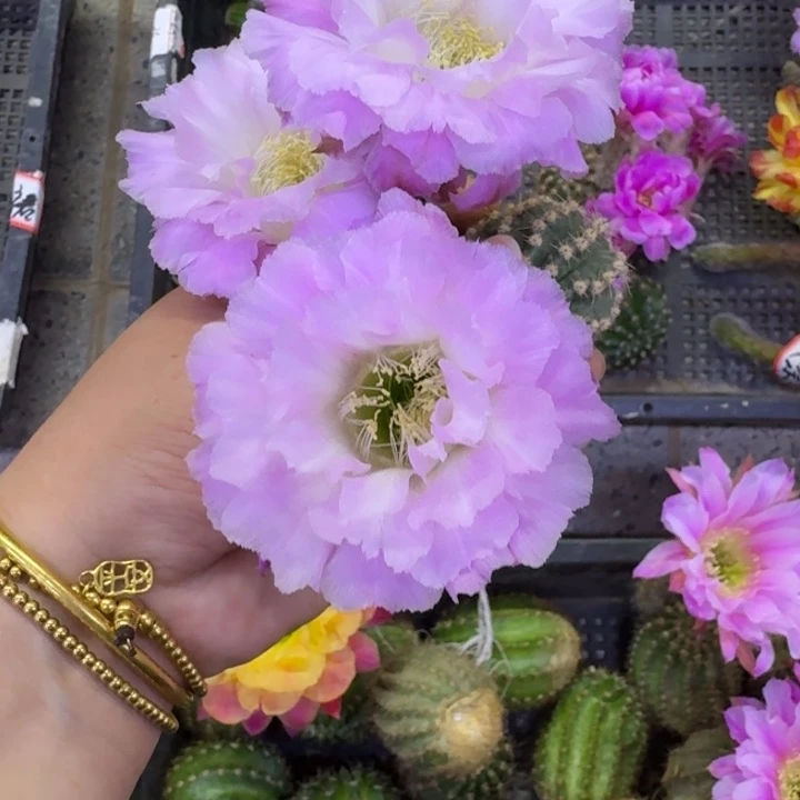 258白彩草新粉洛歪无根侧牙4公分左右，20包邮