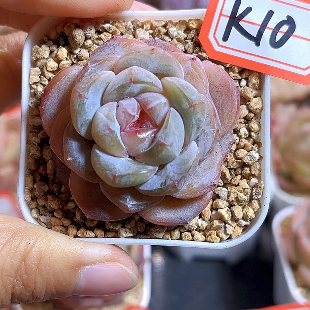 K10 新品珍妮  满18包邮