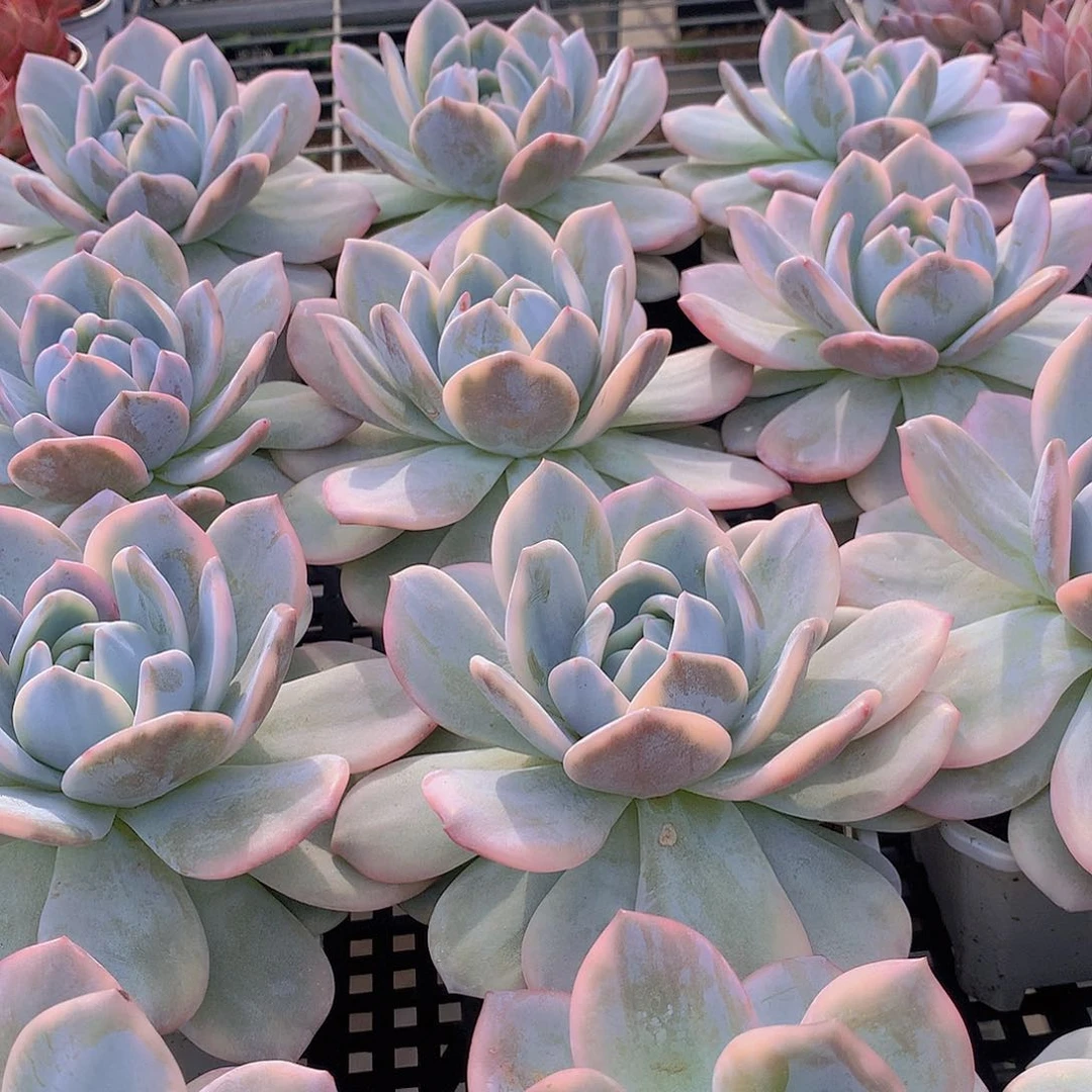 梦露锦24567788999090