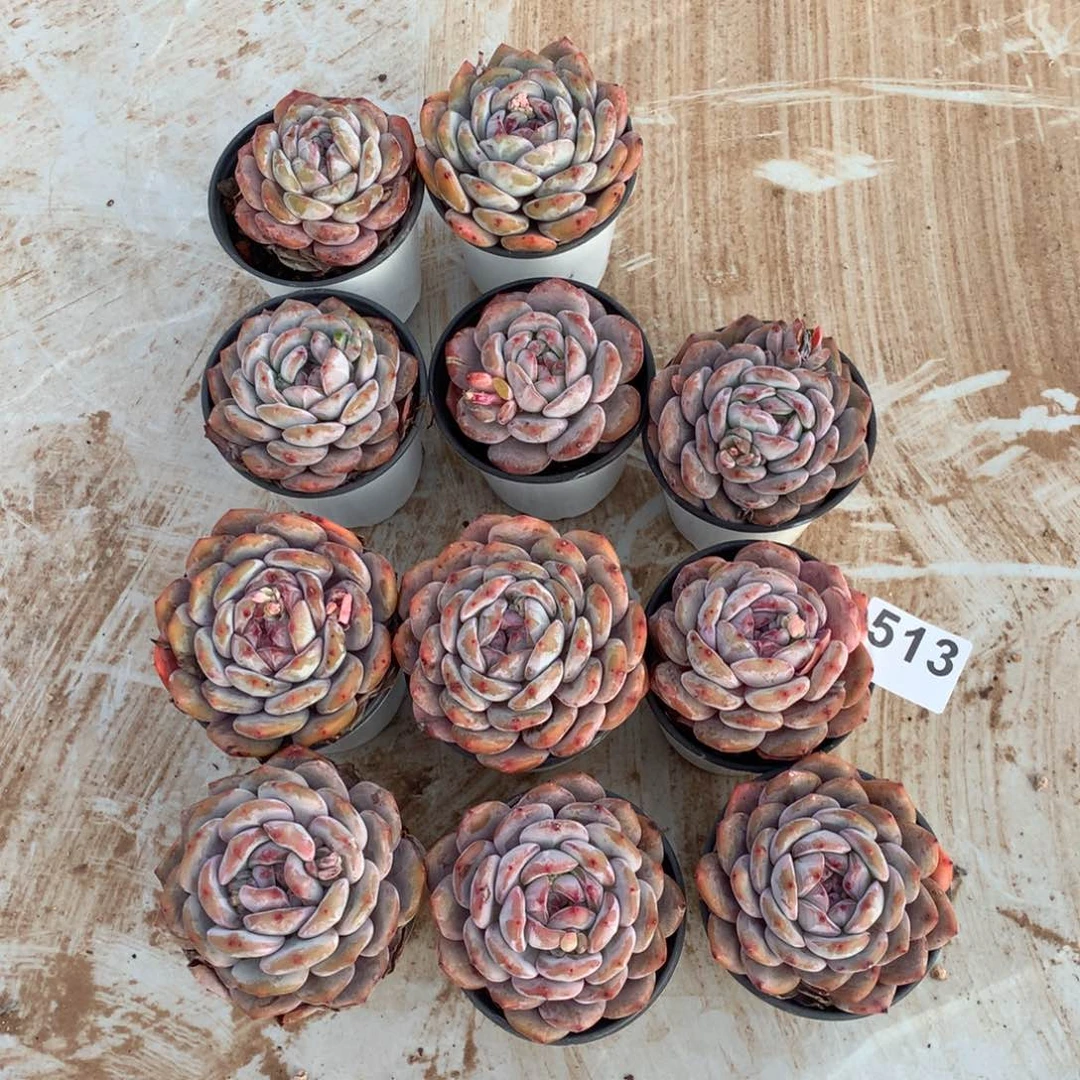 513星影橙子多肉植物组合