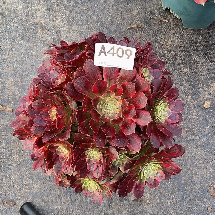 榕*安娜409 多肉植物