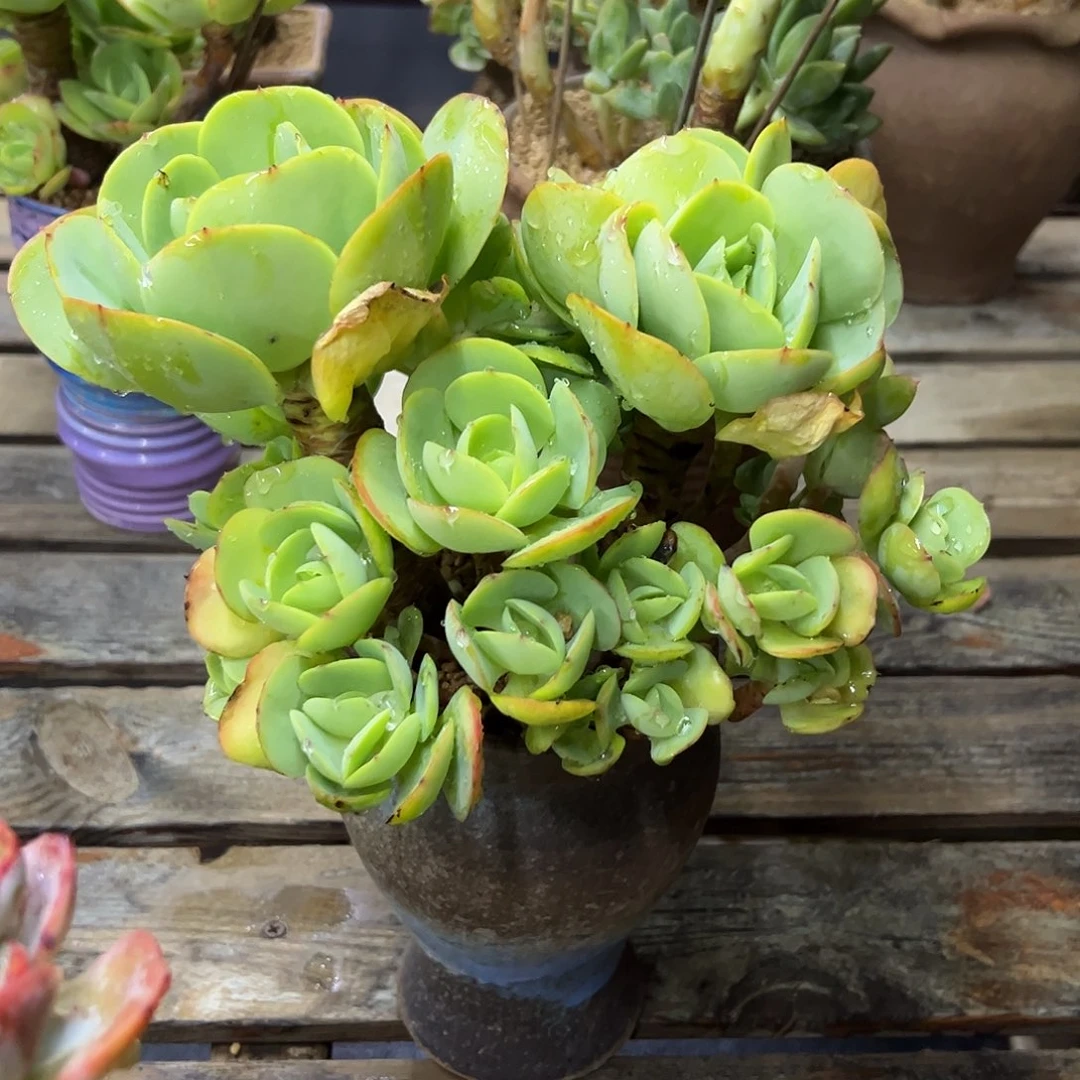 碧桃28 零零多肉植物