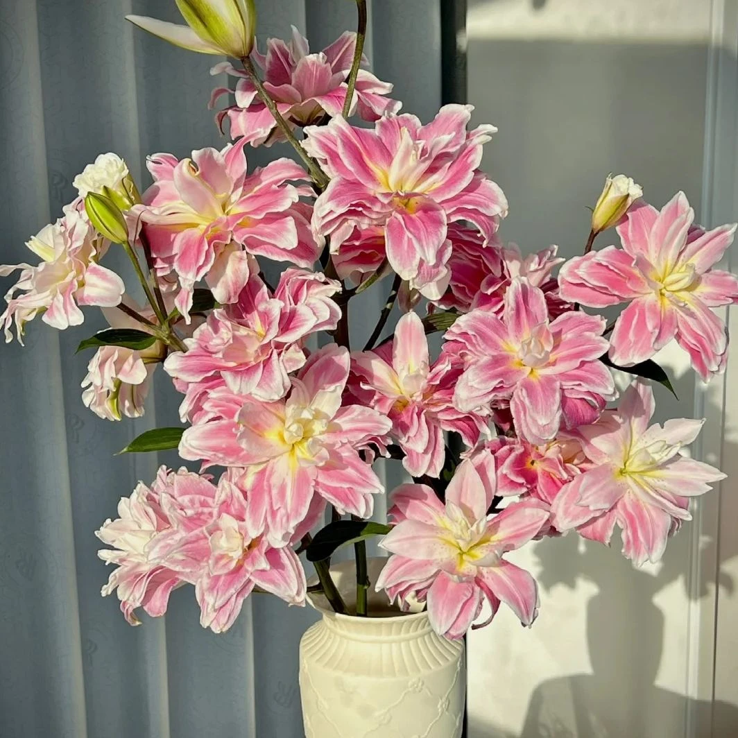 重瓣百合-高品质莲花之境-3枝多头