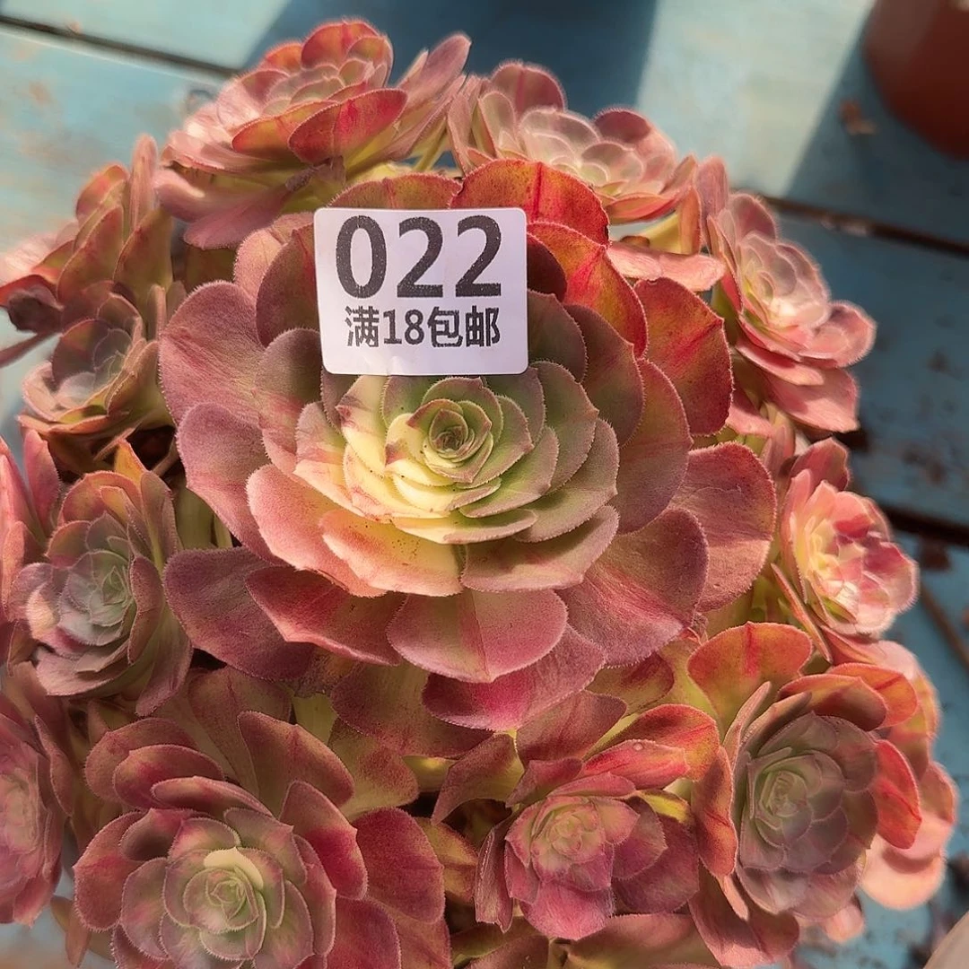 缘****022海王七彩多肉植物