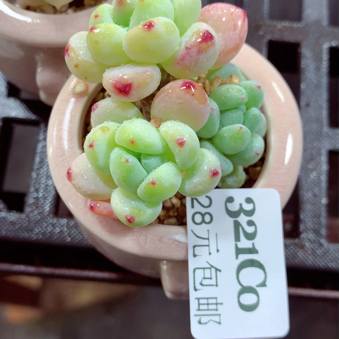5厘米盆精控多肉321