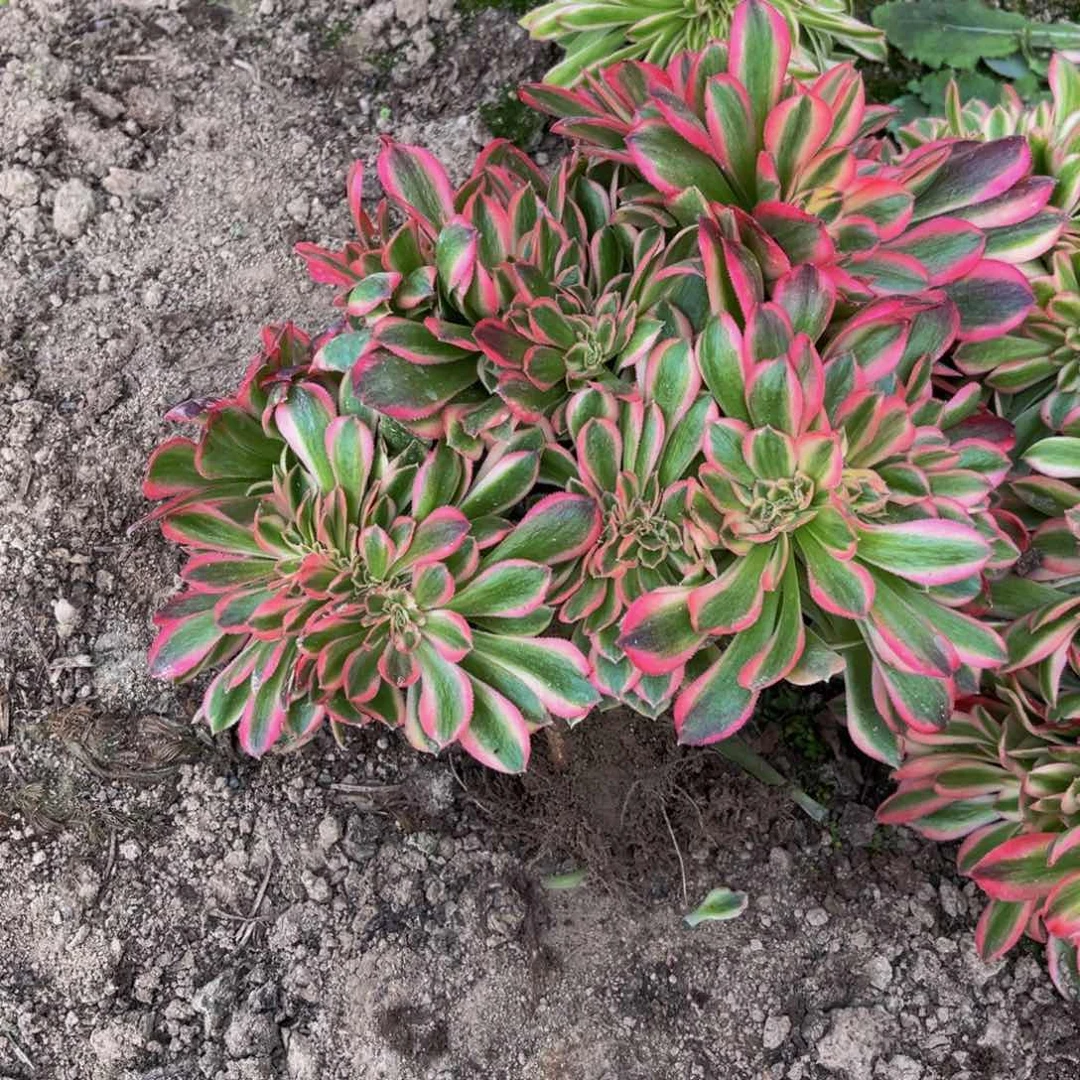 女巫缀多肉植物捧花的