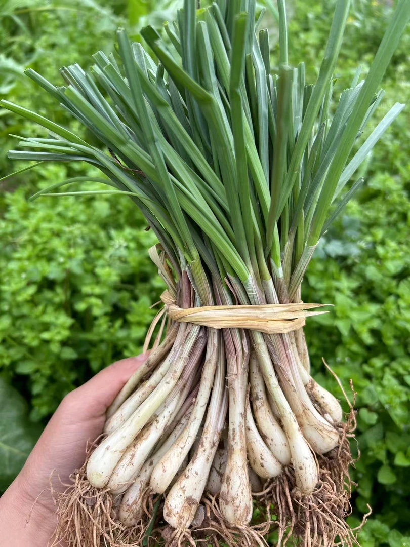 【茭头】重庆本地农家自种蕌头茭头