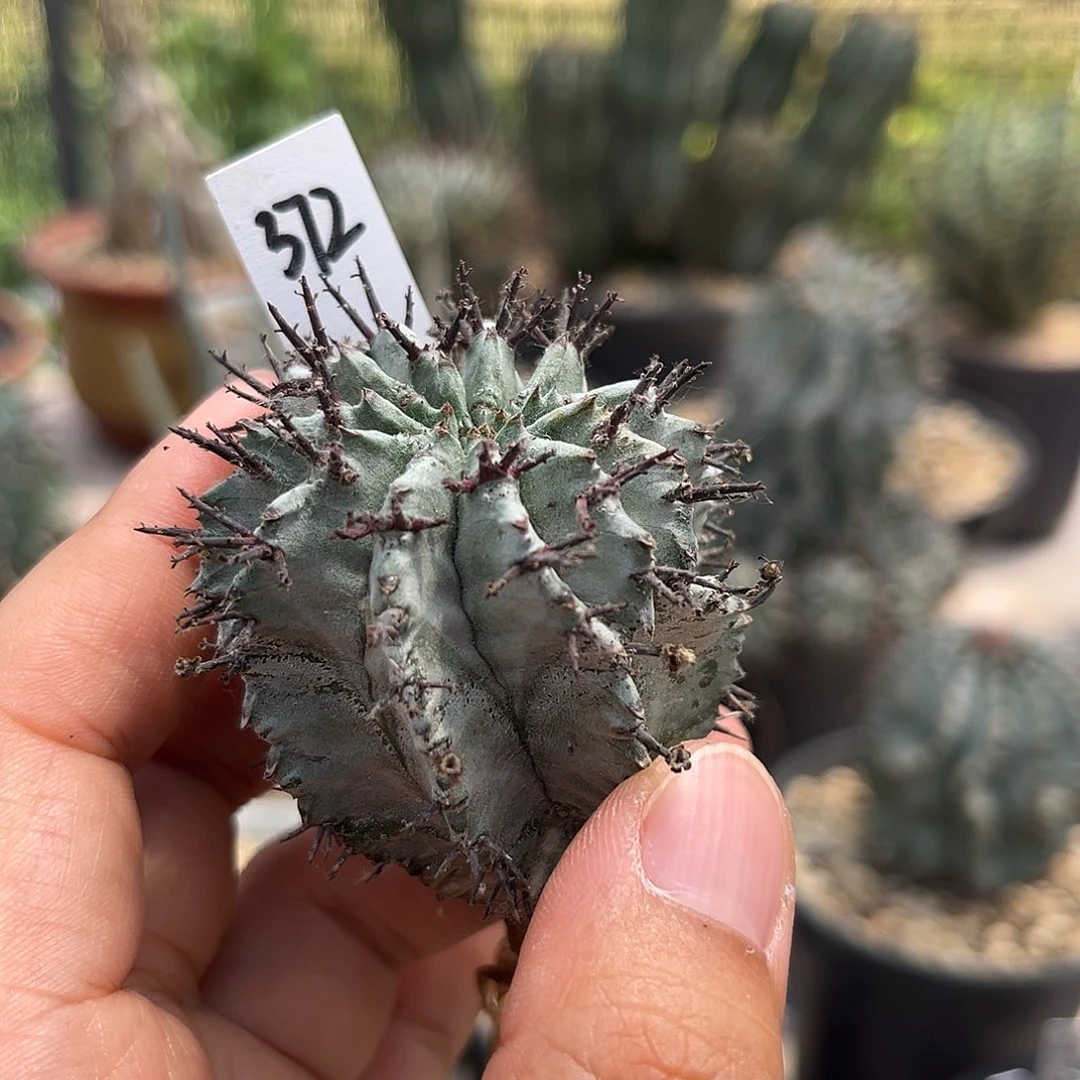 372白衣魁伟玉 侧芽