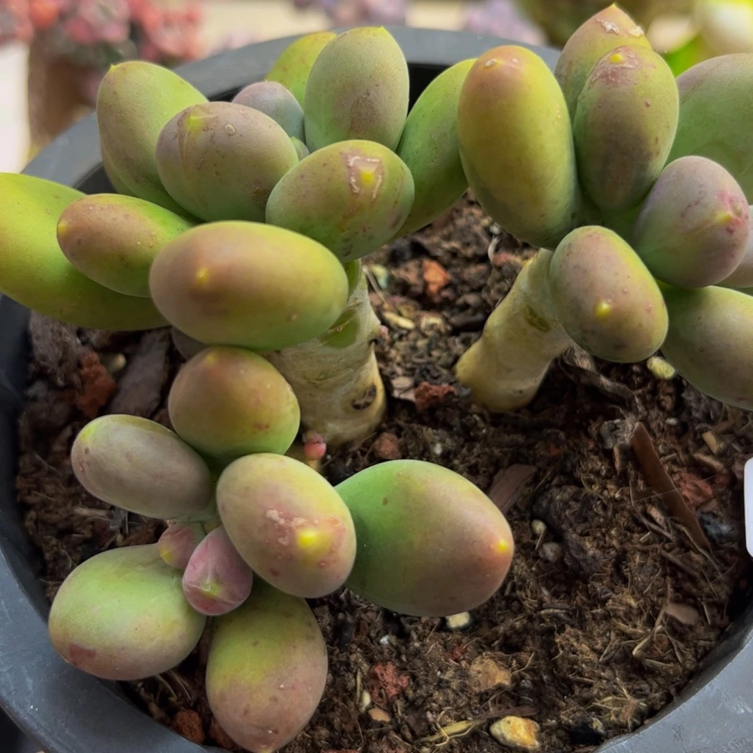 943/9cm芒果奶多肉