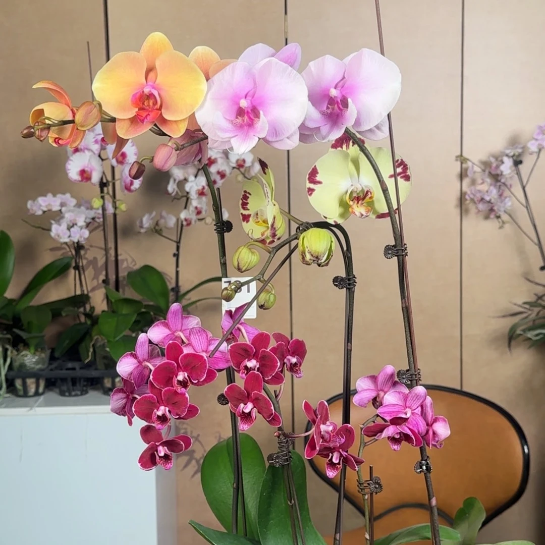 完全开放781/三棵组合/加赠品实生黑花微瑕/赠品无售后