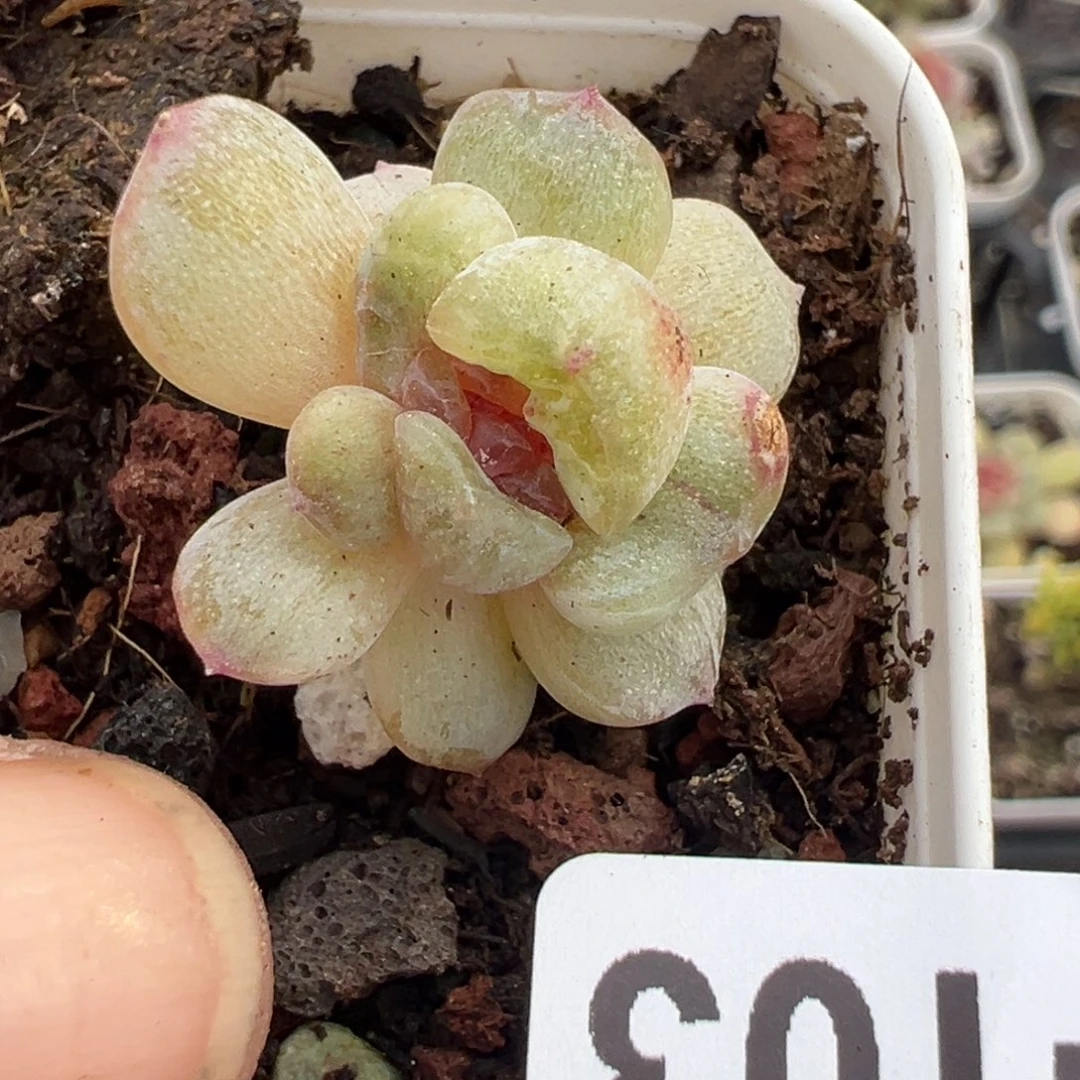 小卡拉米糖心一物一拍2-103