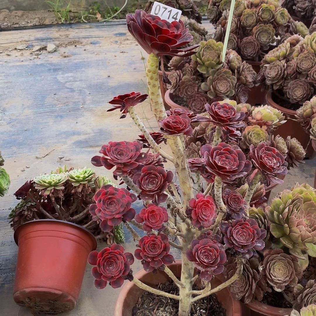 过*丽娜一物一拍0714