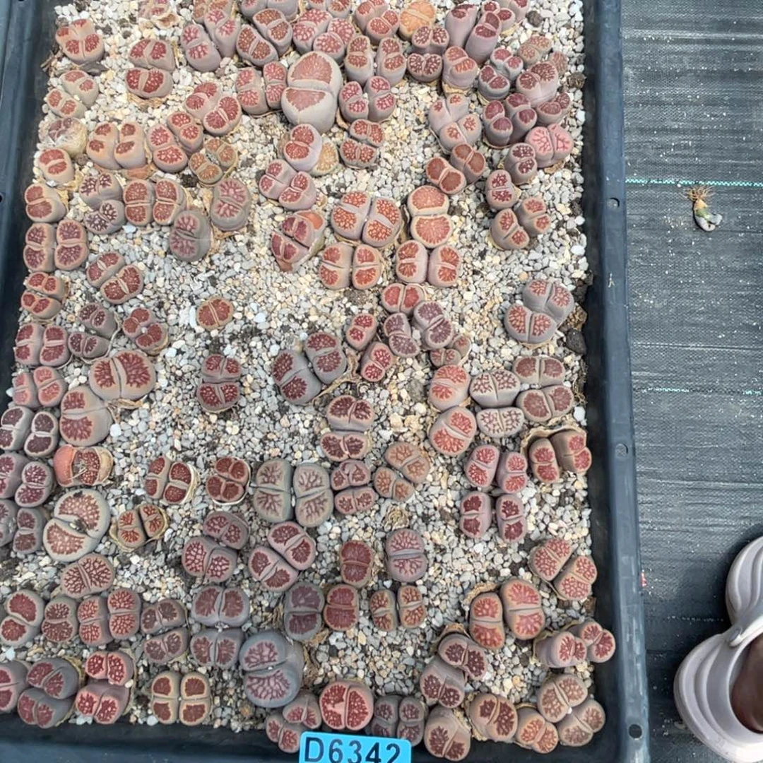 叁***！6342筐福利不售后