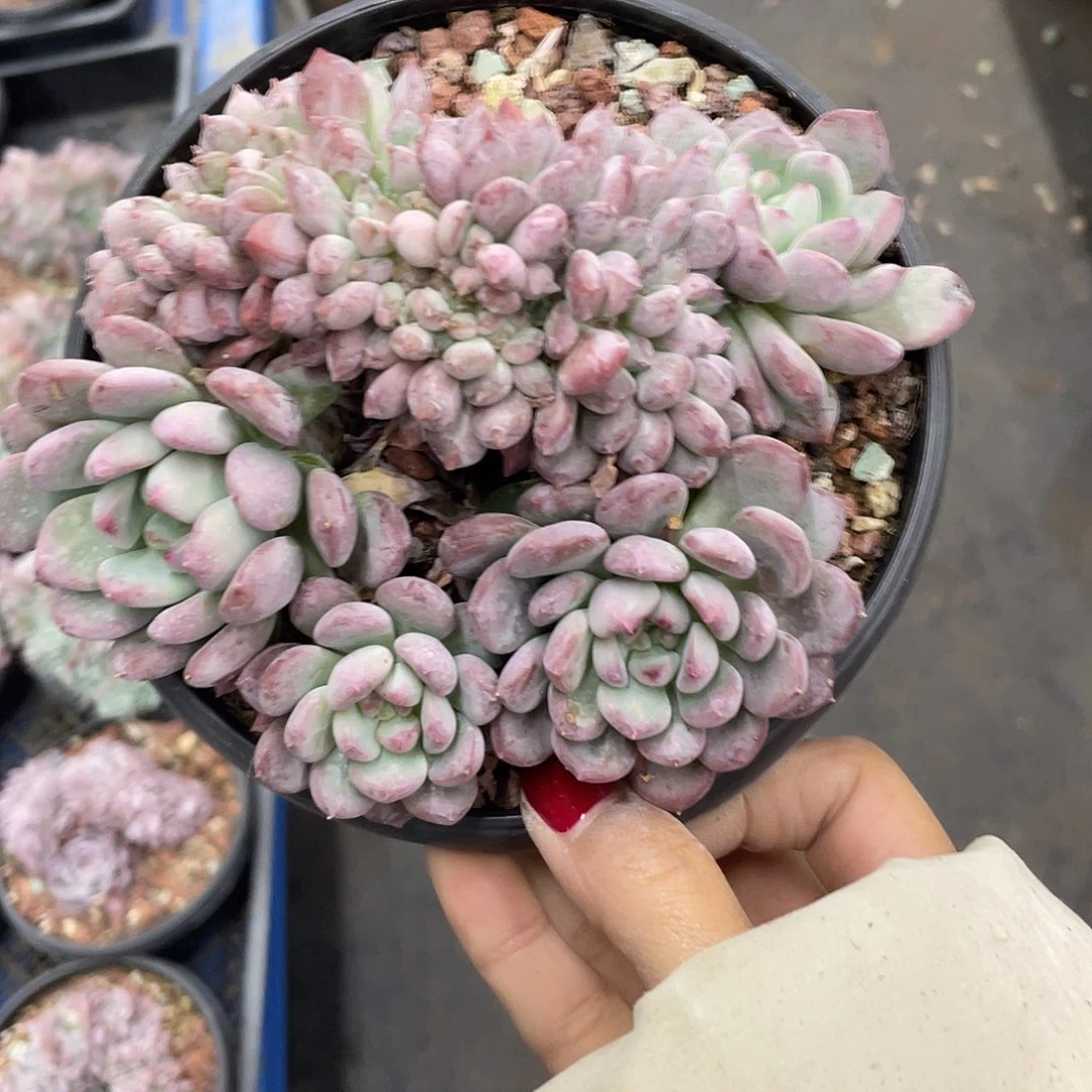 多肉红玛瑙缀化。12345648