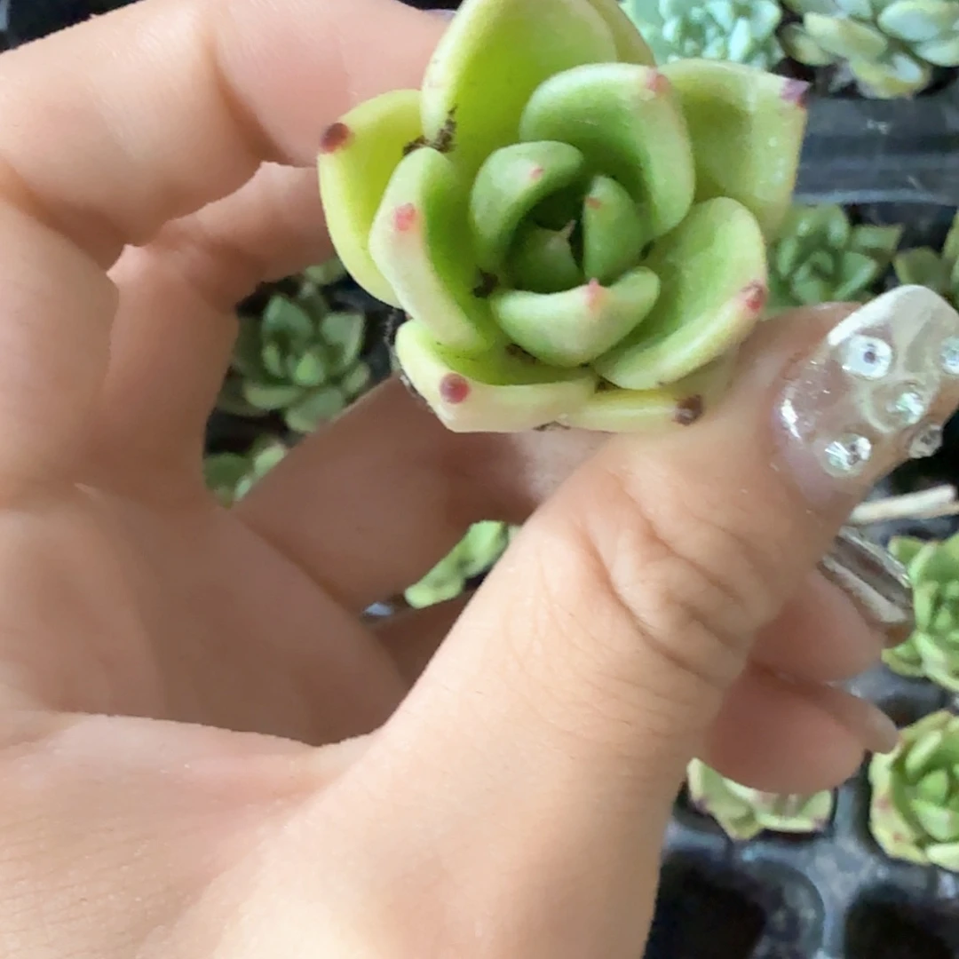 蓝龙穴苗5颗一组