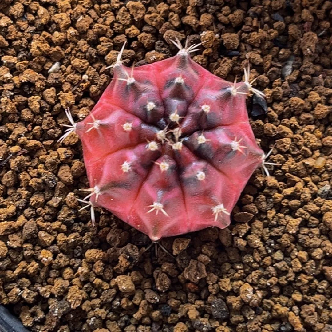 乌贼b 米哈仙人球