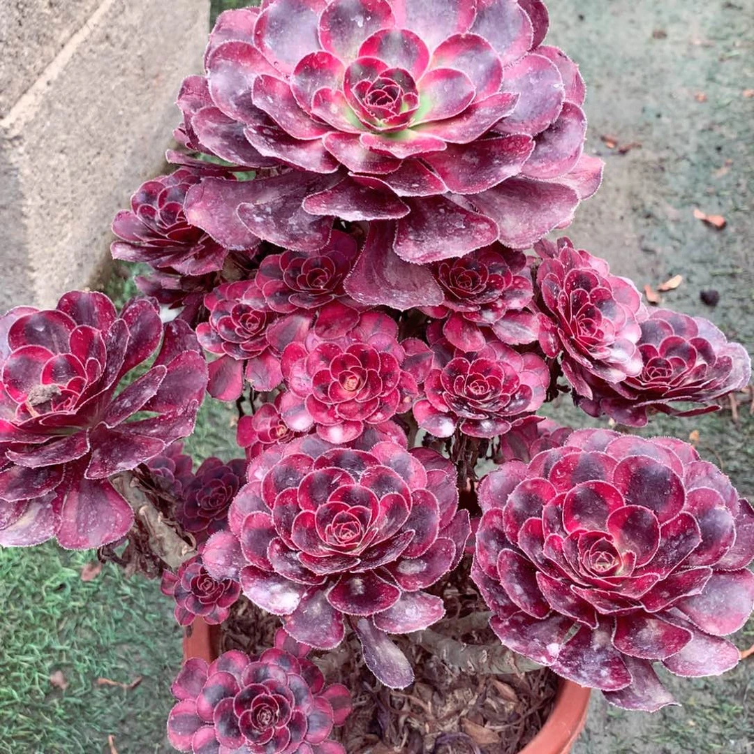 丽娜锦，多肉植物的