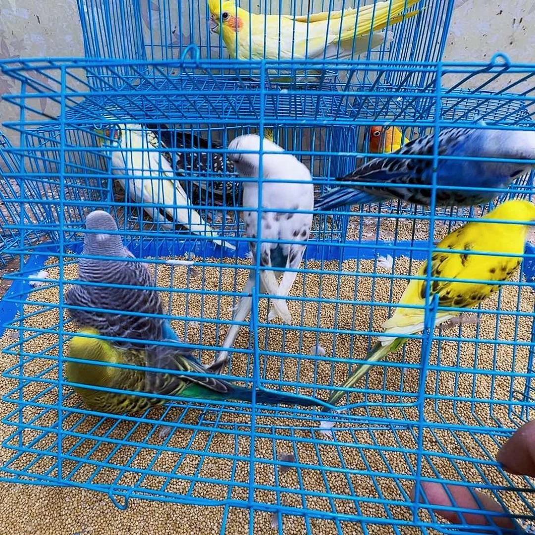 对***…虎皮鹦鹉虎皮5只包活三天