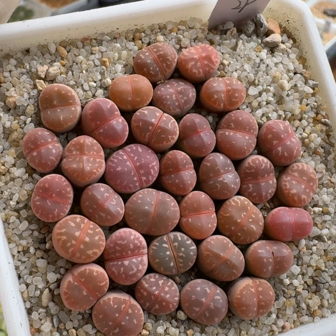 M***a1128-052橄榄生石花花