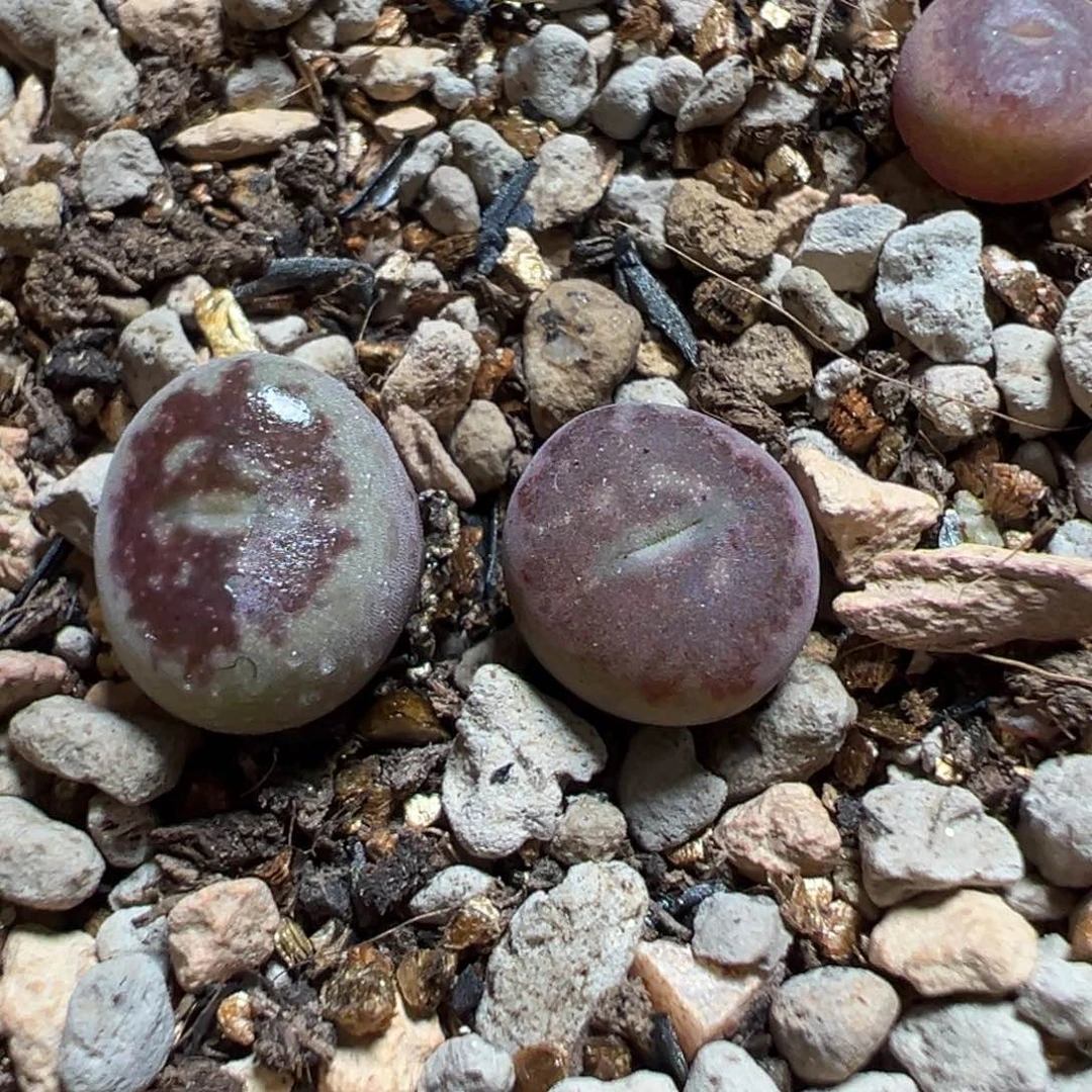福***斧火焰大圣 大圣杂多肉植物