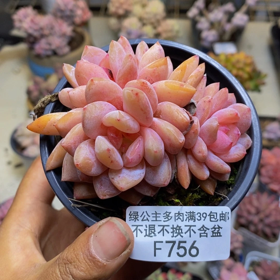 756冰橙多肉肉7c m