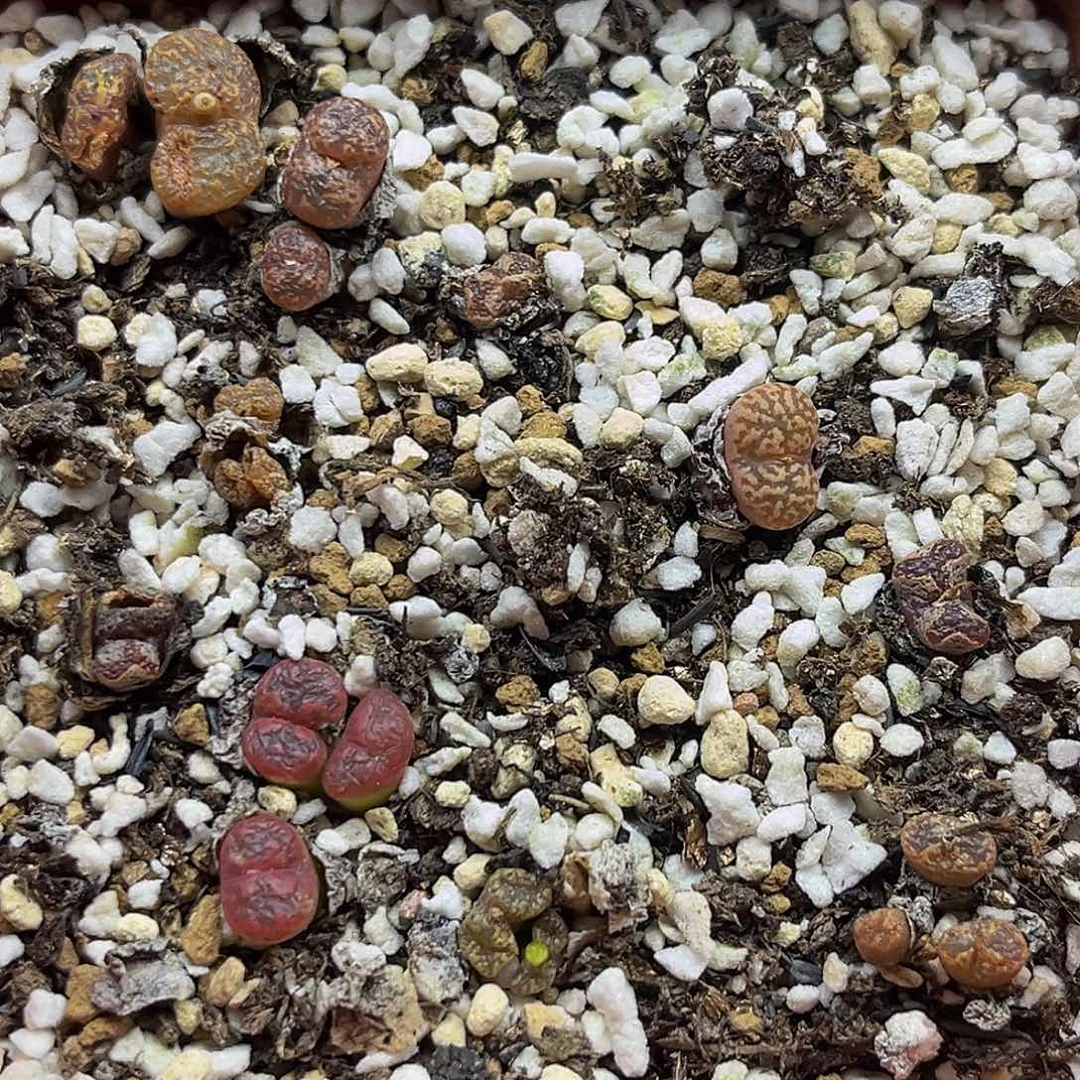 一物一拍满18包邮勋章9011