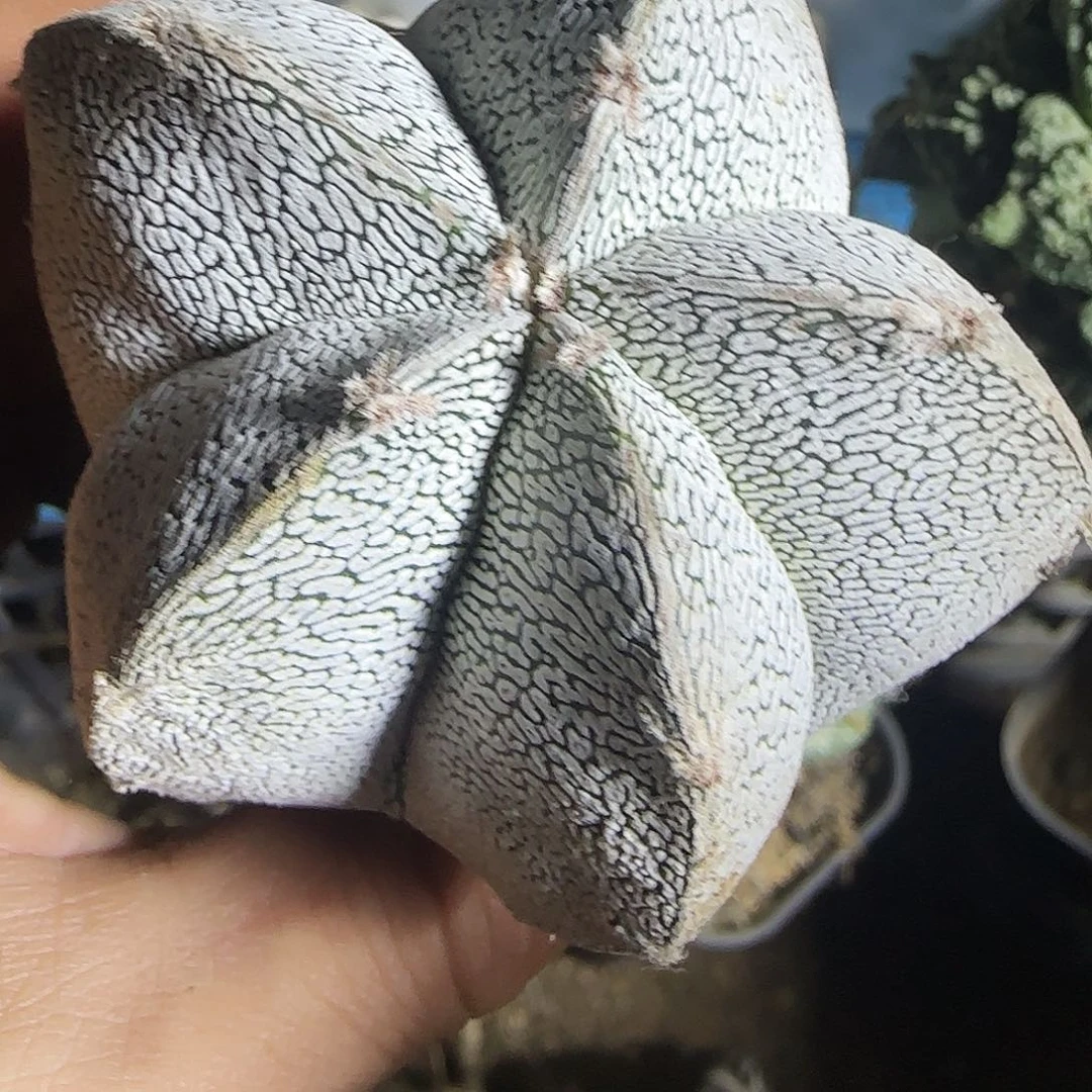 连线恩冢793仙人球