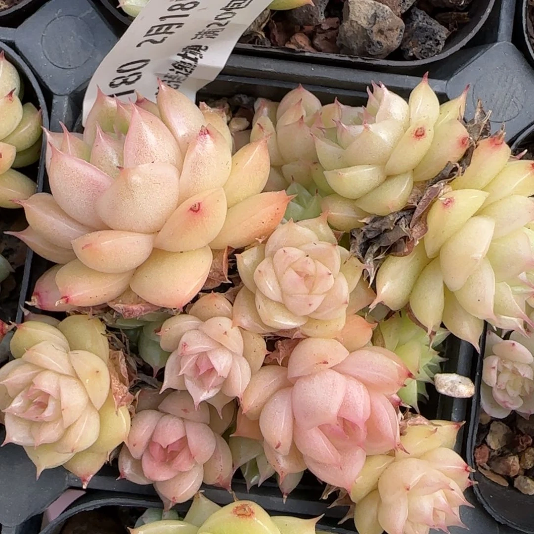 花语逸境0218-180散