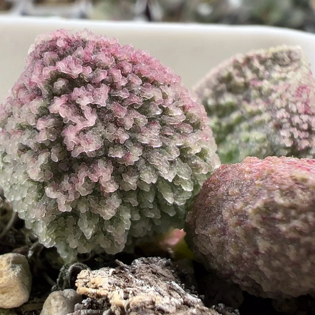实生新品多肉植物水泡多肉植物
