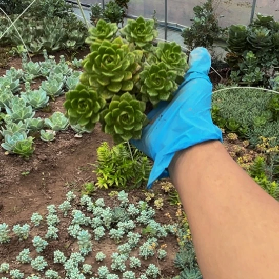 迪亚玫瑰多肉植物