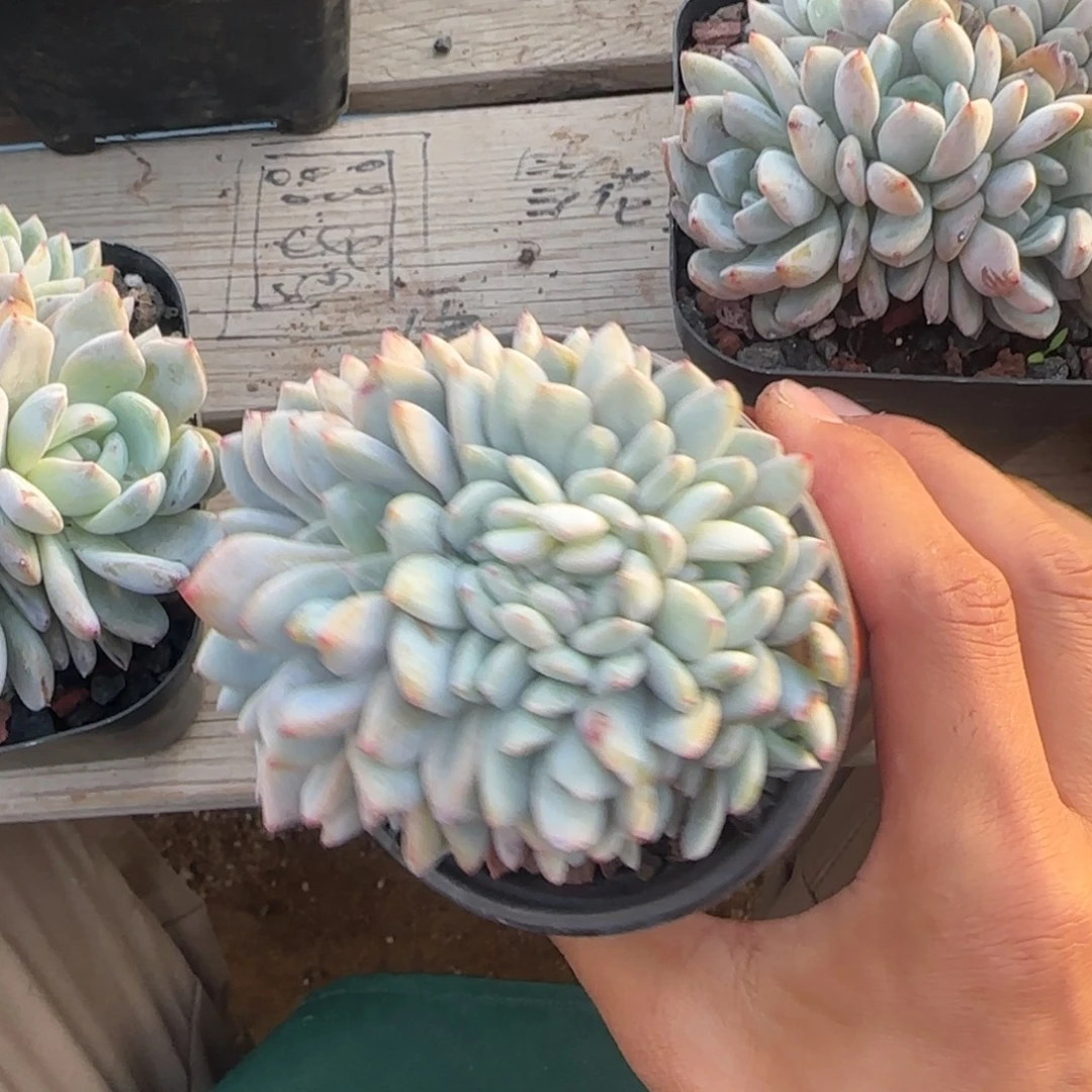 星影小树五十包邮星影