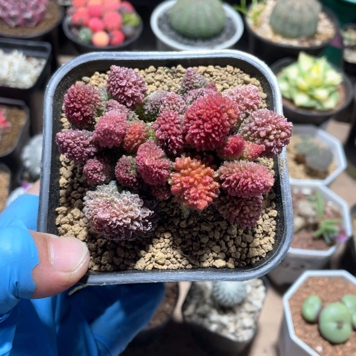 519大盆朱子玉多头