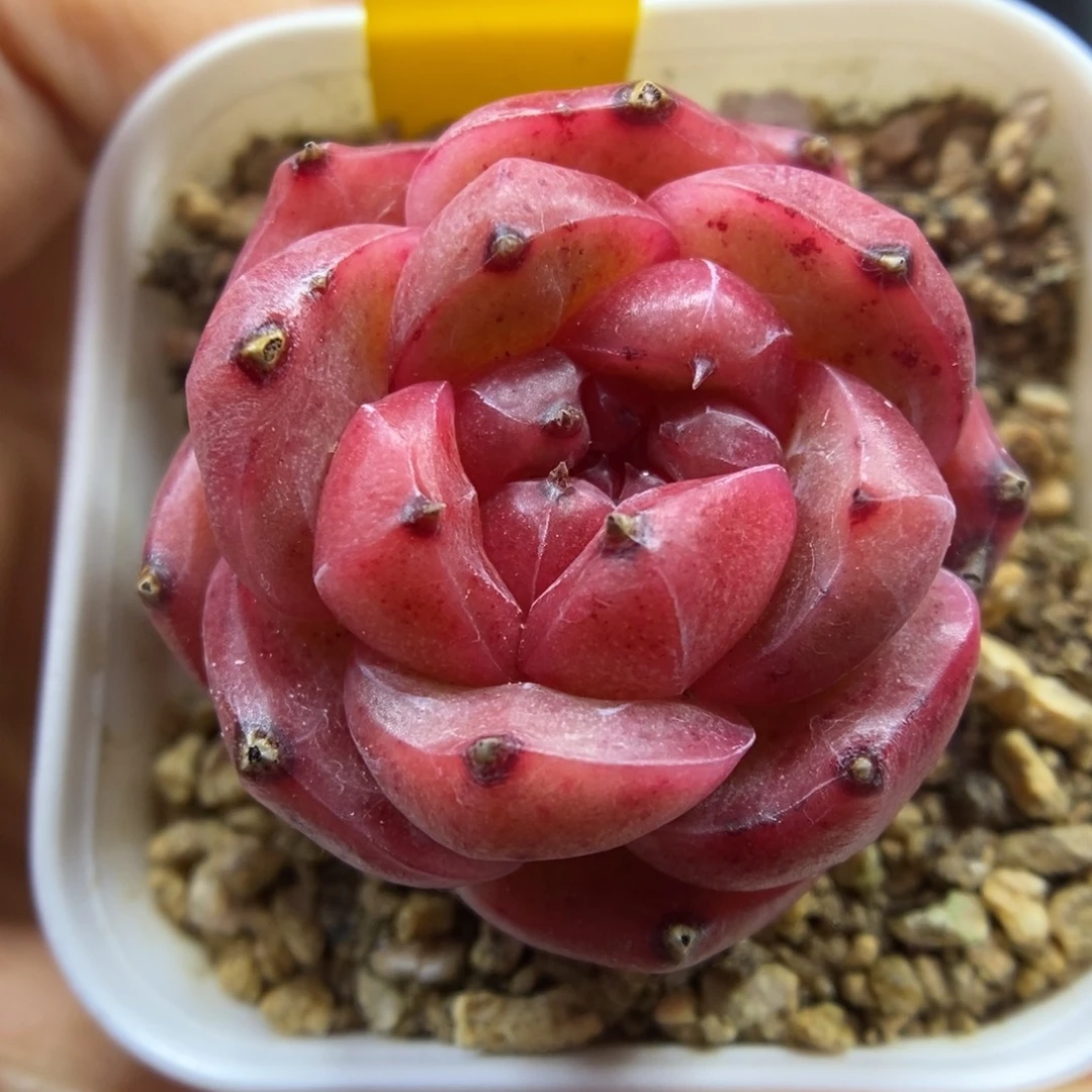 糖心珍妮可拍5462号