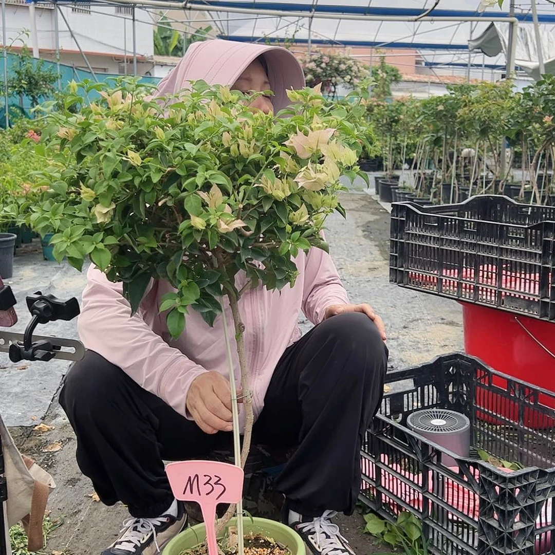 *****当前无花栽培后可以开花M33魔法樱花