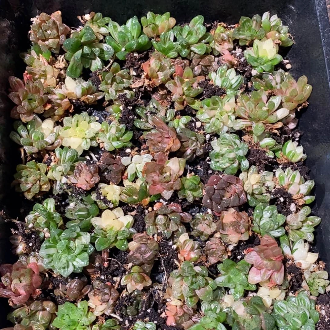 2829 一颗优选实生苏皇玉露锦好锦 元旦整点福利